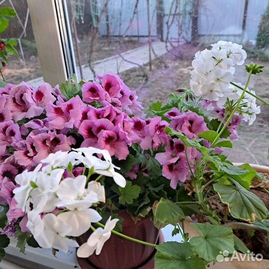 Герань пеларгония