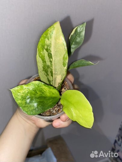 Замиокулькас