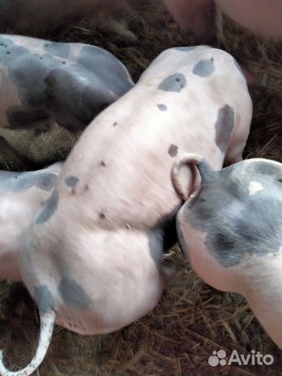 Поросята пьетрен