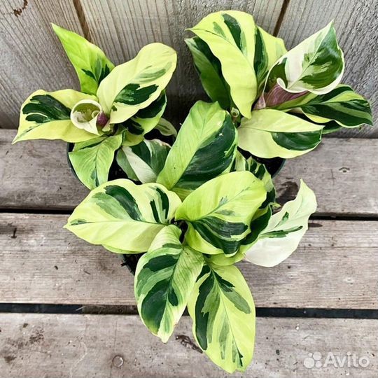 Калатеи White и Yellow fusion