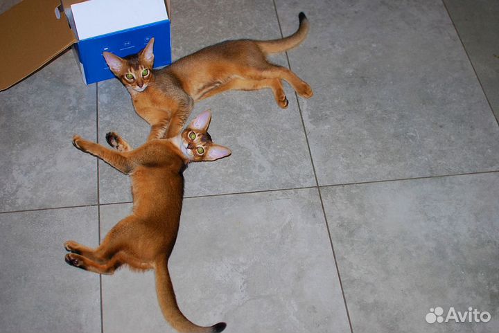 Абиссинские котята