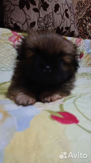 Щенки пекинеса