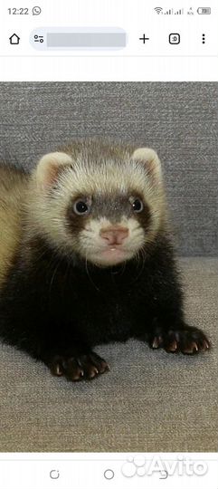 Хорек животное