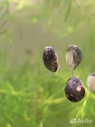 Улитка хелена, теодоксус