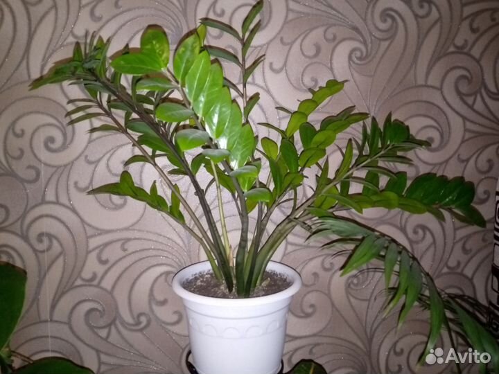 Замиокулькас