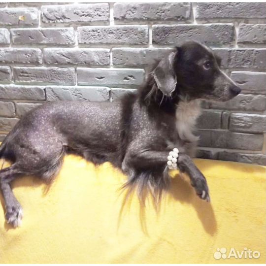 Собака стерильная привитая