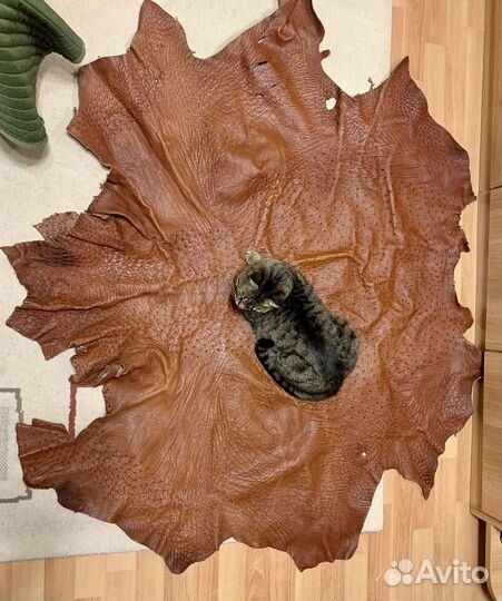 Кожа страуса натуральная