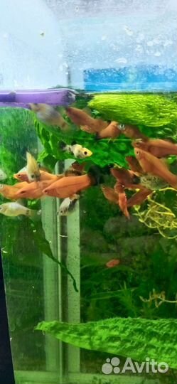 Аквариумные рыбки