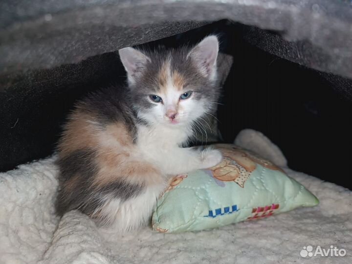Котенок ищет дом