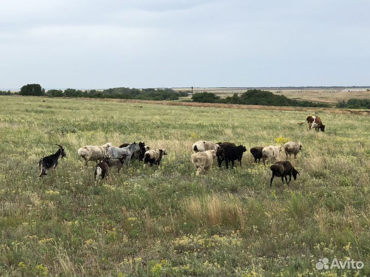 Бараны Эдильбай 11шт