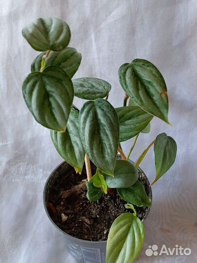 Филодендрон Брандтианум