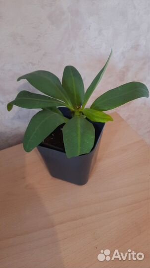 Молочай Миля крупноцветковый