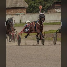 Лошади рысаки