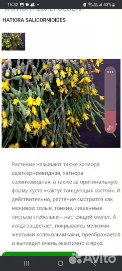 Хатиора солеросовая