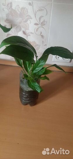 Спатифиллиум