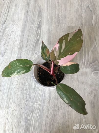 Филодендрон розовая принцесса