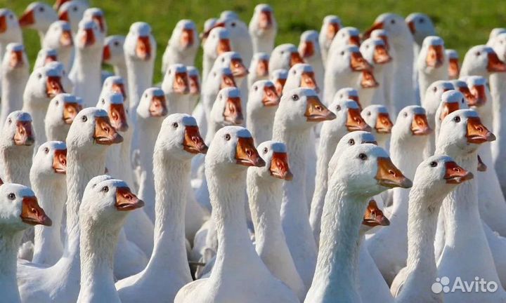 Продаю стадо гусей на племя
