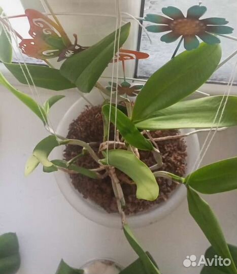Орхидея очень редкая Cattleya Green Emerald
