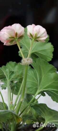 Пеларгония герань
