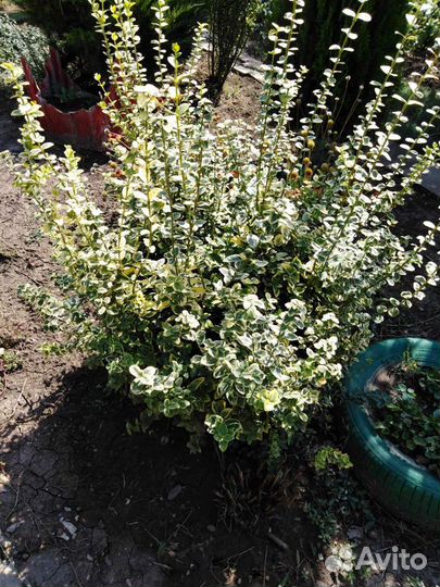 Бересклет Форчуна Euonymus fortunei Canadale Gold