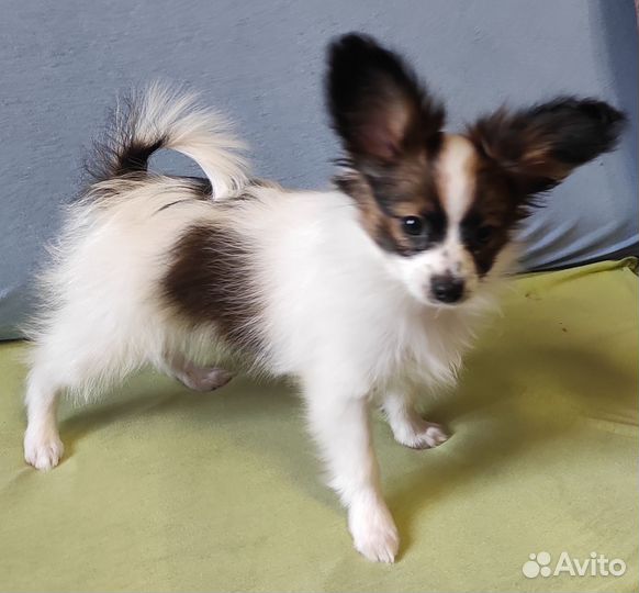 Красивый щенок папийона