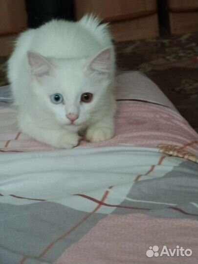 Отдам бесплатно