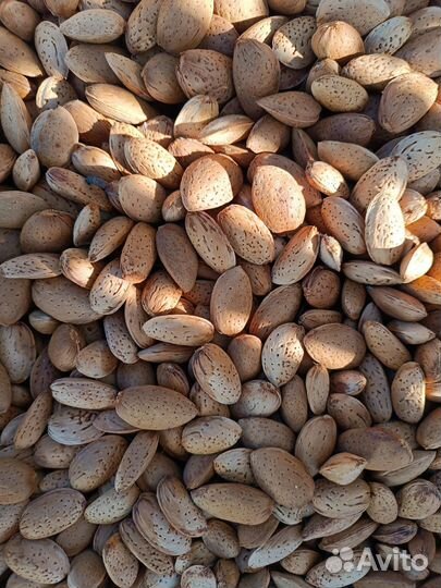 Продам горький миндаль