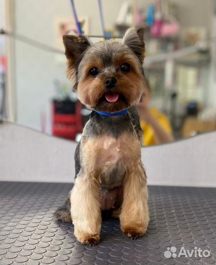 Груминг, стрижка собак