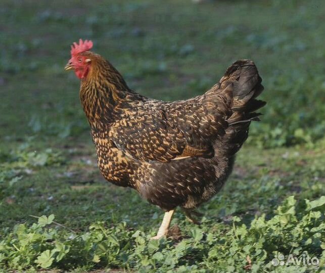 Куры несушки Кубанские красные