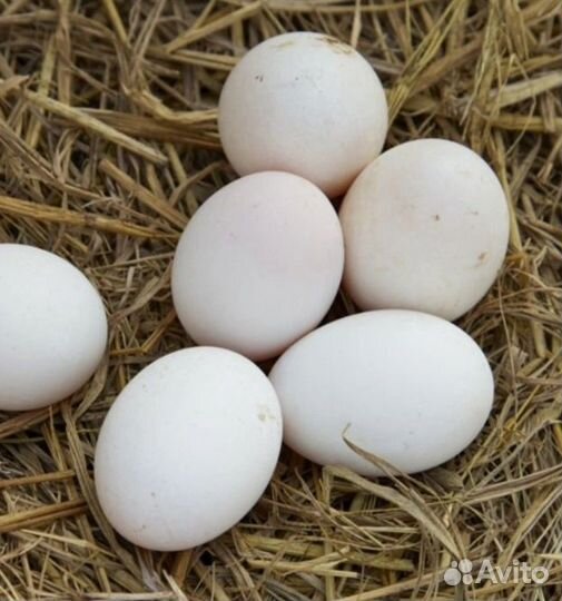 Яйцо домашнее свежее