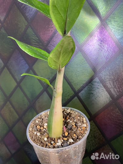 Замиокулькас вариегатный шорт лив