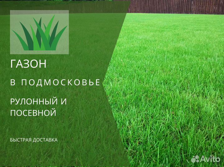 Рулонный газон, посевной газон