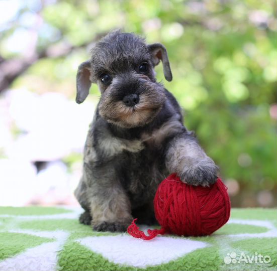 Щенки цвергшнауцера Девочка и мальчики