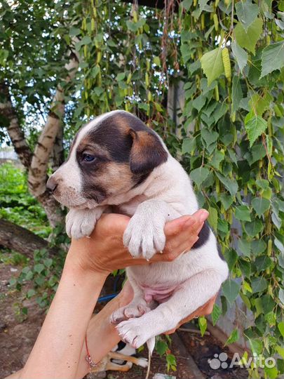 Щенок бесплатно в добрые руки 1 месяц