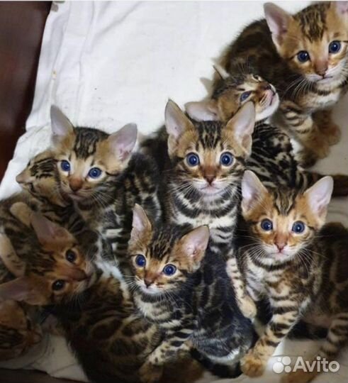 Бенгальский кошки
