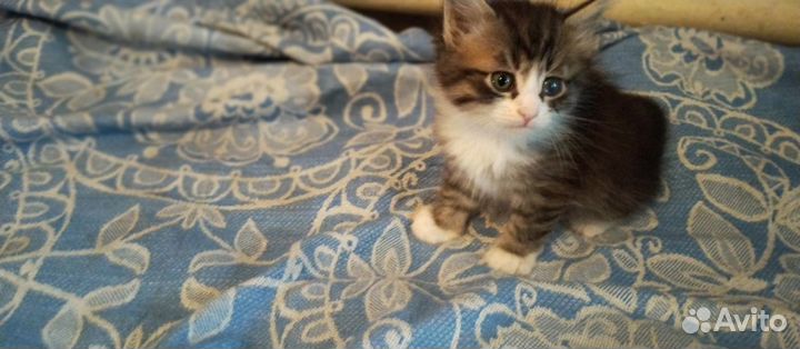 Отдам трех красивых котят