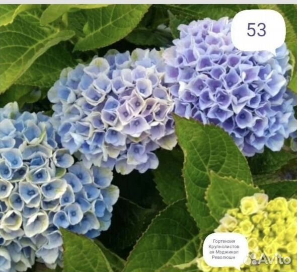 Гортензия, туя, голубика, ель, хосты