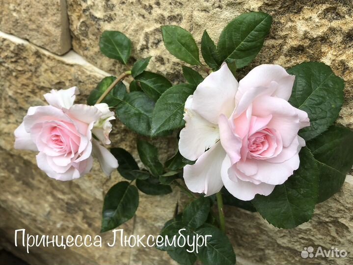 Плетистые розы