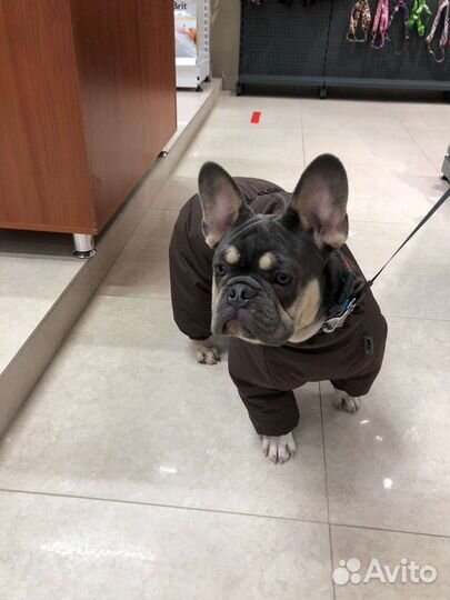 Комбинезоны для собак