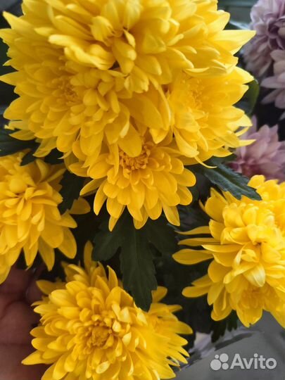 Цветы на 8 марта, пышные хризантемы в горшке