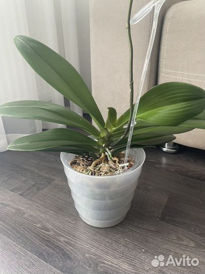 Орхидея фаленопсис Карина