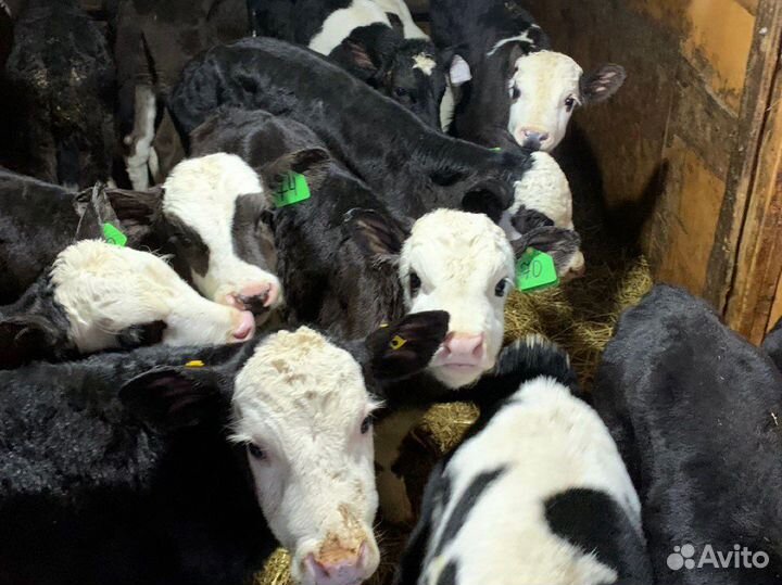 Бычки новый завоз