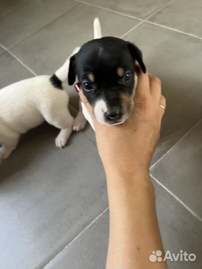 Щенки джек рассел терьер