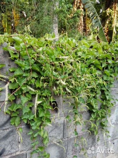 Многолетник. Лиана