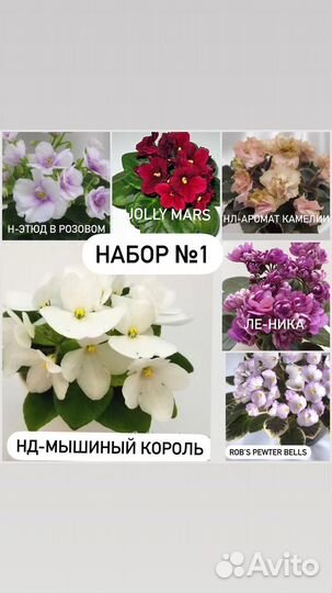 Фиалки сортовые