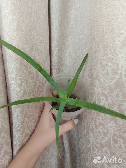 Алоэ лечебный, каланхоэ лечебный