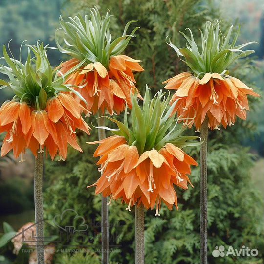 Рябчик императорский