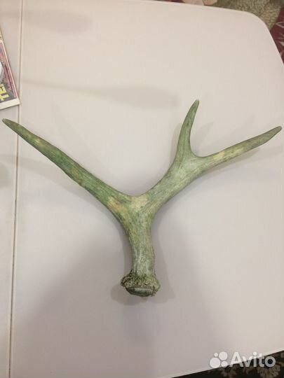 Продам рога лося