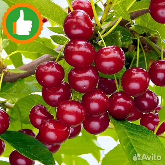 Саженцы Вишня Ашинская