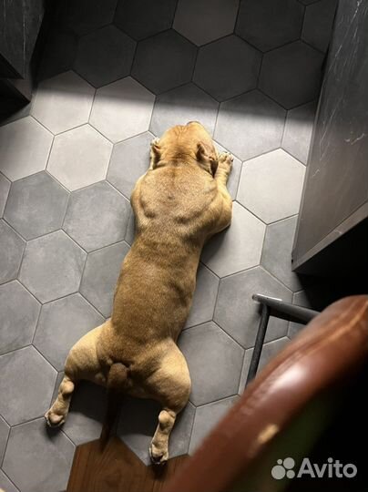 Вязка Американский булли микро экзот